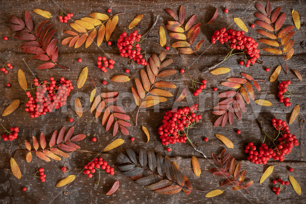autumn leaves